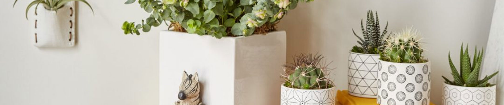 Plants