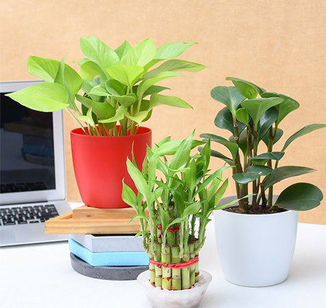 Plants