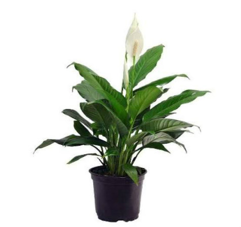 Air Purifier Peace Lily