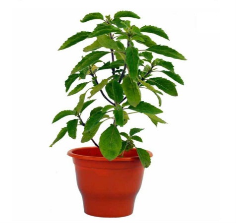 Medicinal Tulsi