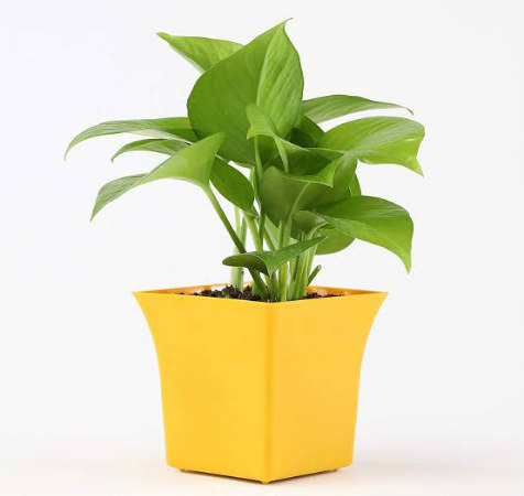 Air Purifier Money Plant