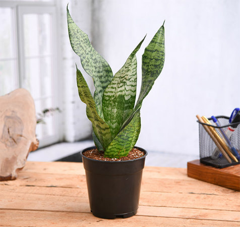  Air Purifier Snake Plant