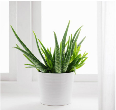 Air Purifier/ Medicinal Aloe Vera
